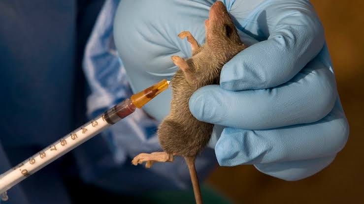 13 Lassa Fever Cases, Four Deaths In Edo, Ondo States NCDC Report