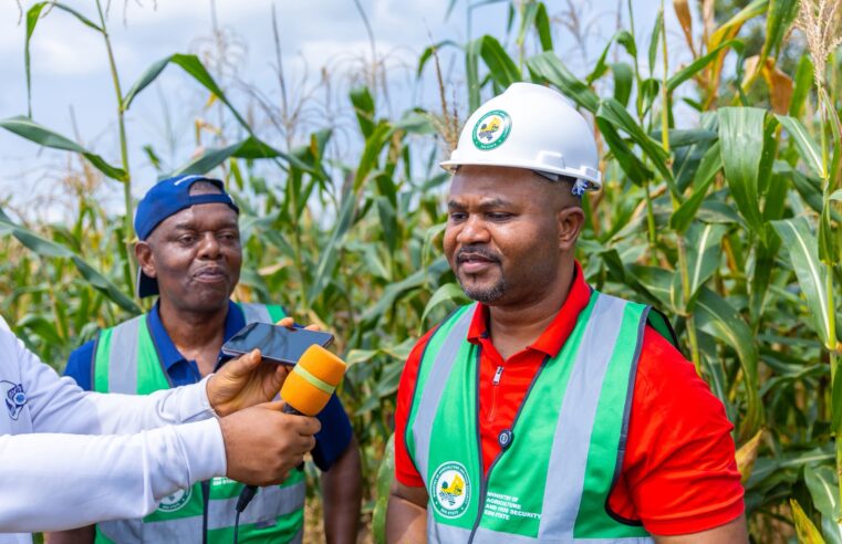 Edo Harvests Over 500 Hectares of Maize at Udomi Farm