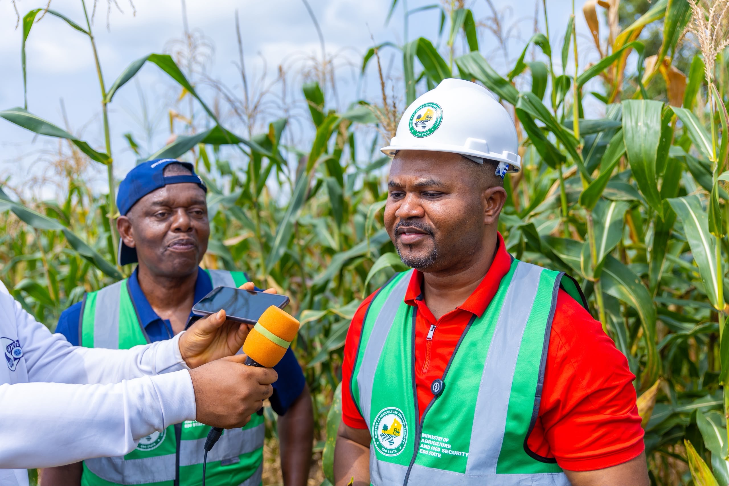 Edo Harvests Over 500 Hectares of Maize at Udomi Farm